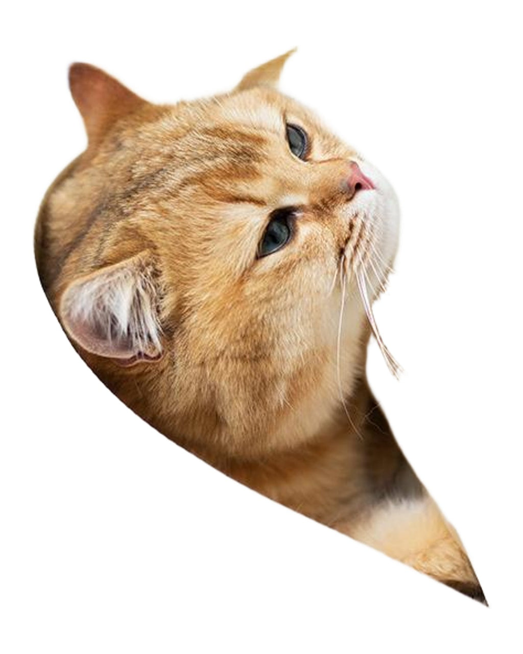Outdoor Breathable Simple Crossbody Cat Bag photo 5